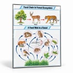Forest Ecosystems
